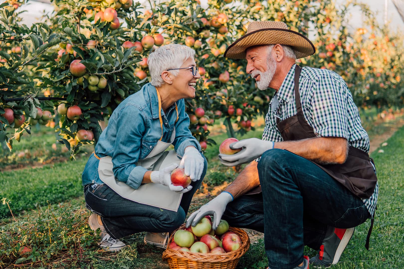 Two older adults wearing aprons and gloves harvest apples together in an orchard, showing how to build a long-lasting relationship as they fill their basket with freshly picked apples among the trees.