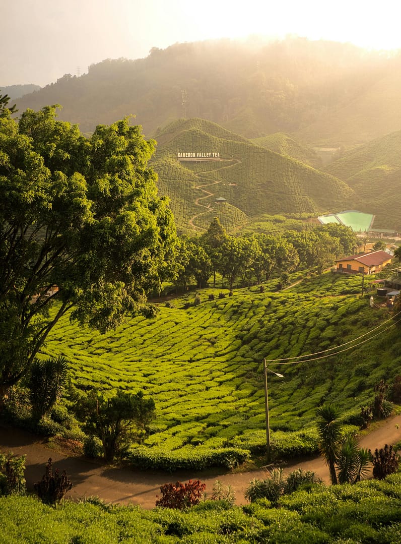 cameron highlands - tempat menarik di malaysia