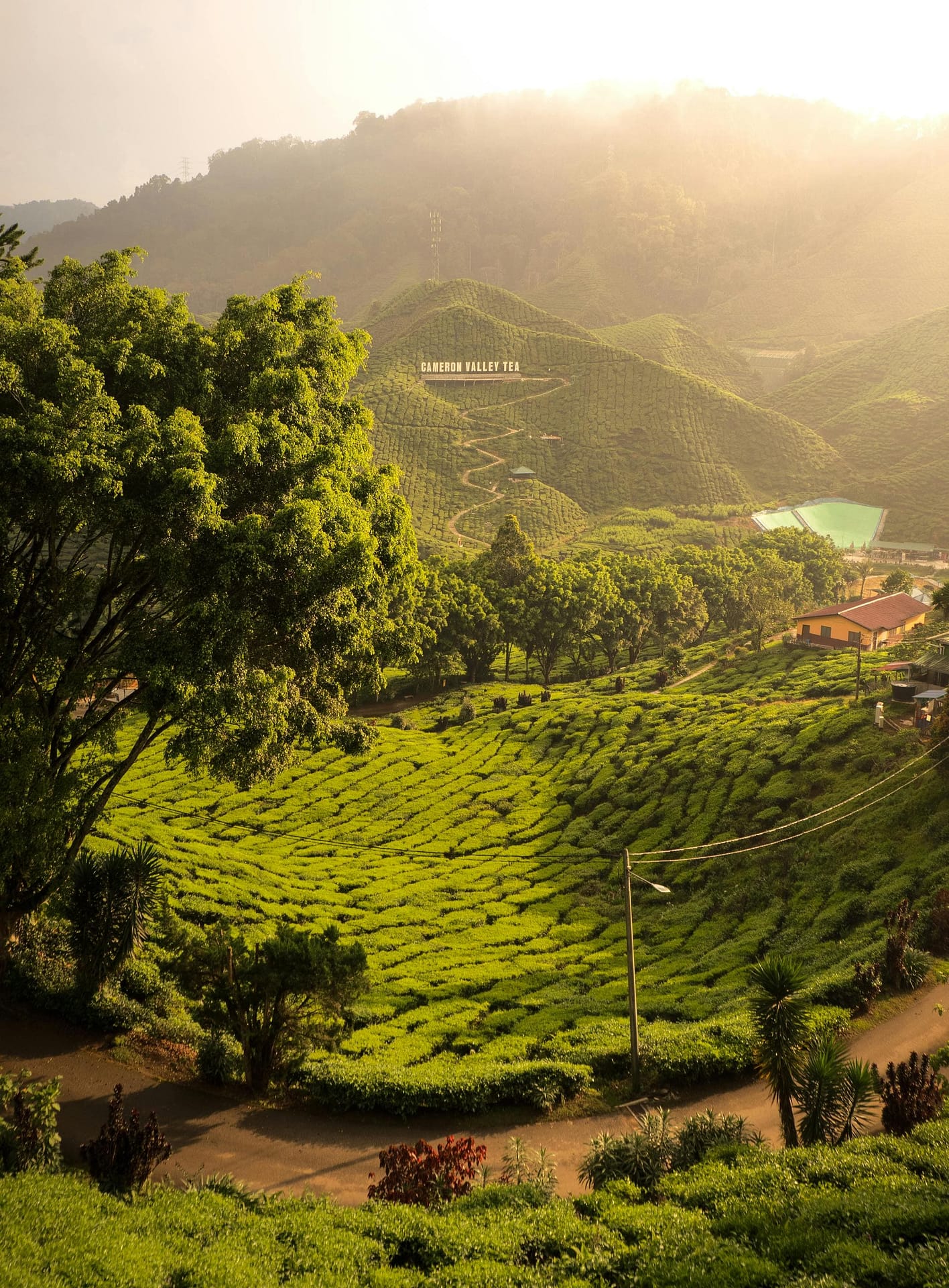 cameron highlands - tempat menarik di malaysia