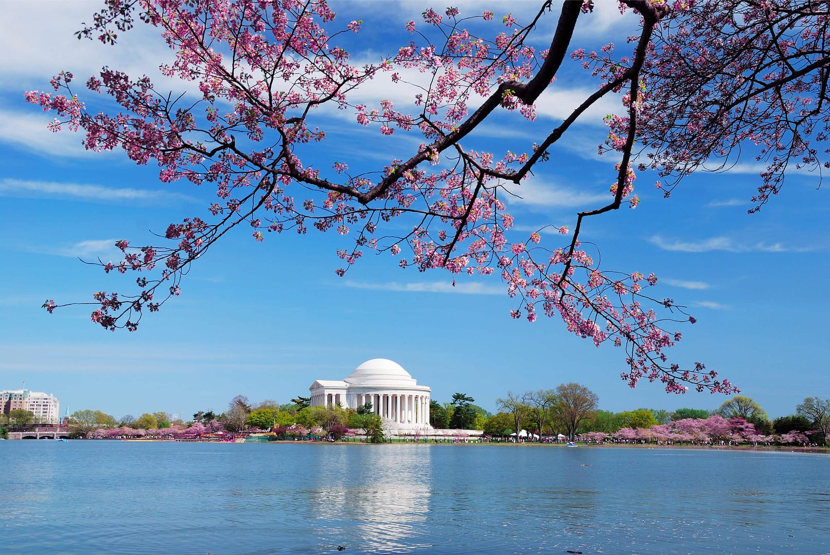 Cherry blossom in Washington, D.C.