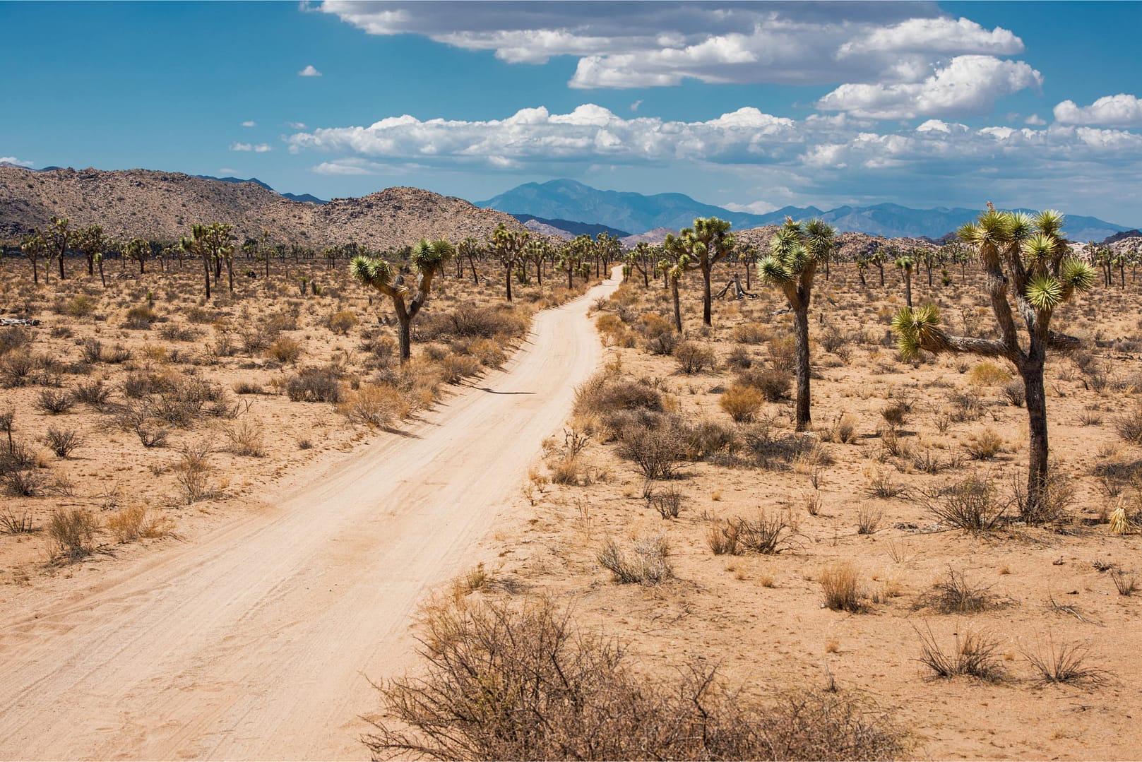Joshua Tree National Park, California, USA