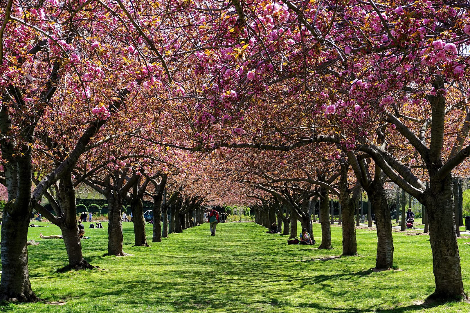 People stroll through Brooklyn Botanic Garden, lined with rows of blooming cherry trees, casting shadows on the grassy pathway