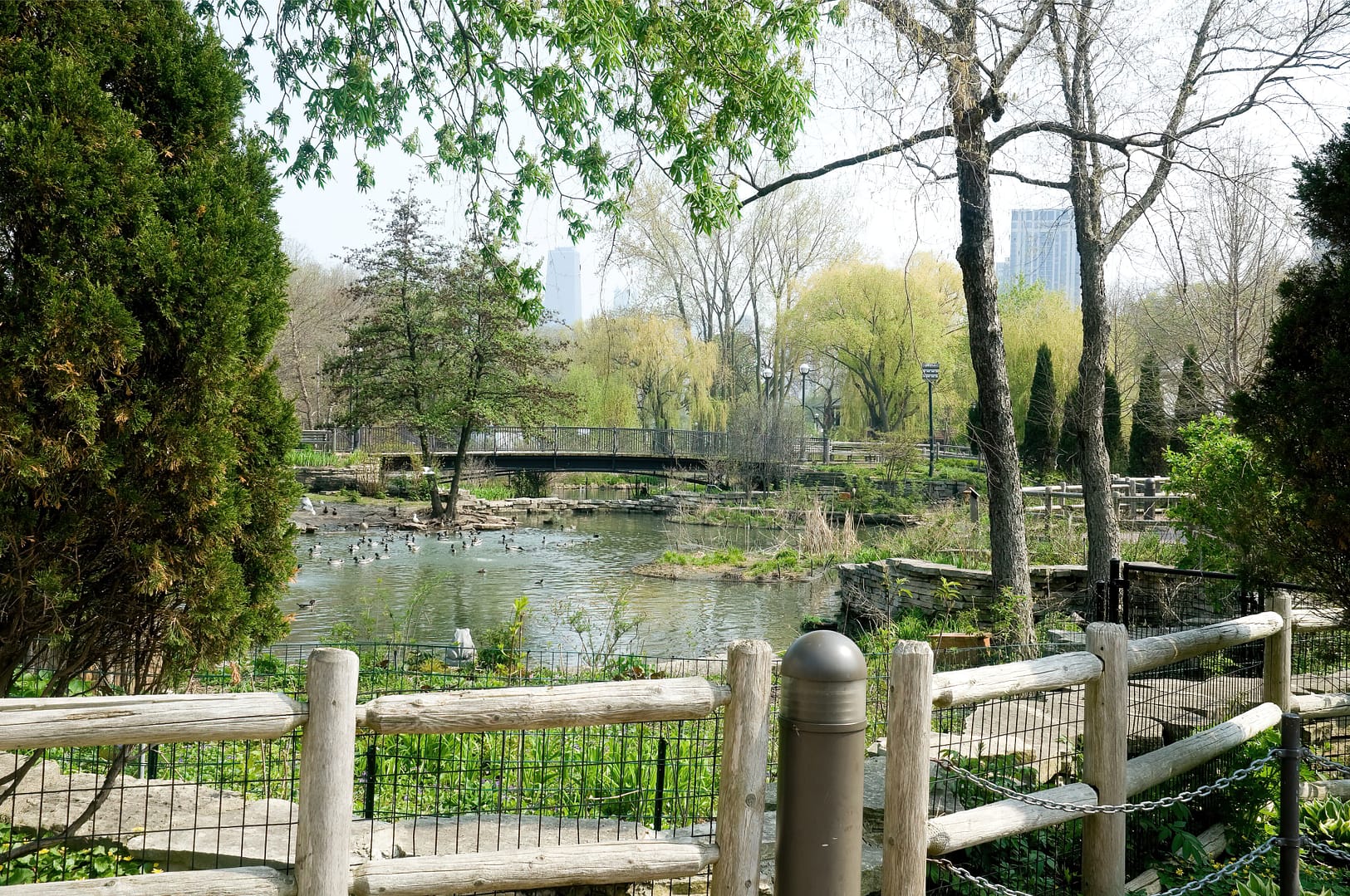 A serene Lincoln Park Zoo scene with a pond surrounded by lush greenery, a wooden fence in the foreground, and a bridge in the distance, with city buildings peeking through the trees